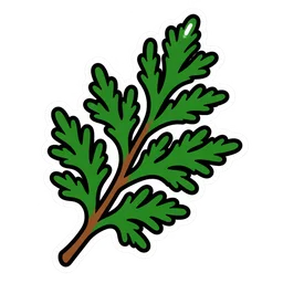 Cedar leaf
