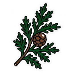 Cypress