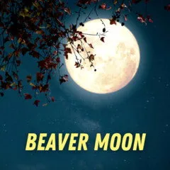 Pulp Fragrance Beaver Moon parfüm şişesi