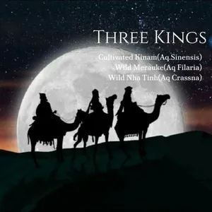 mesOud Three Kings parfüm şişesi