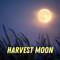Pulp Fragrance Harvest Moon parfüm şişesi