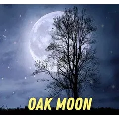 Pulp Fragrance Oak Moon perfume bottle