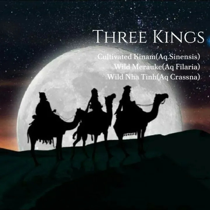 mesOud Three Kings parfüm şişesi