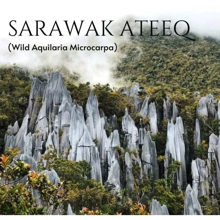 mesOud Sarawak Ateeq perfume bottle